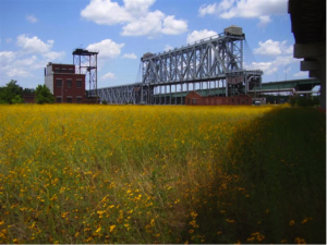 yellow field of flowers near ASB bridge