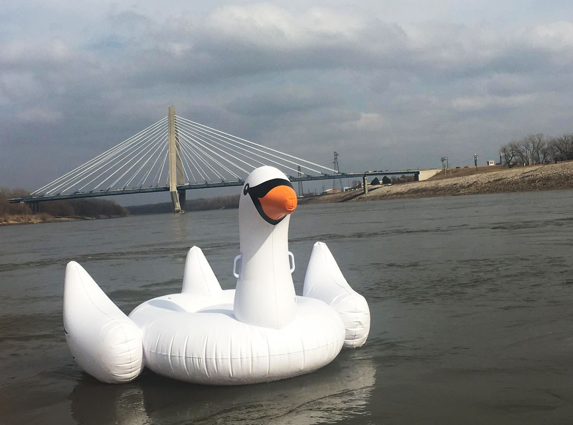 a giant, blow-up swan in the Missouri River near the Kit Bond Bridge