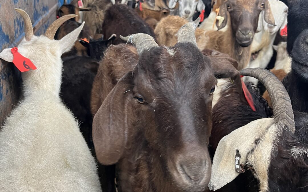 Goats return to graze at Berkley Riverfront